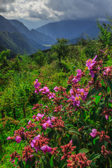 Fototapeta premium Flowers vietnam