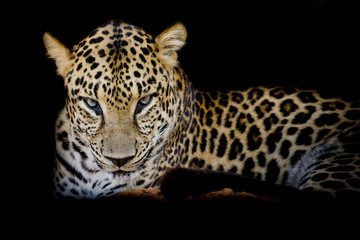 Leopard portrait isolate on black background