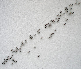 Top view of the chain of ants