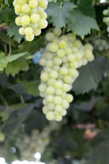  Grapes on the Vine just before harvest