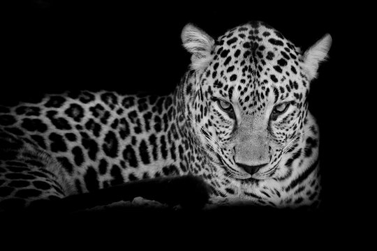 black & white Leopard portrait isolate on black background