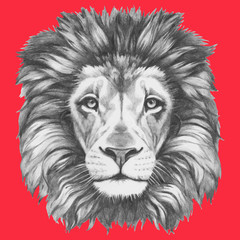 Hand drawn portrait of Lion. Vector