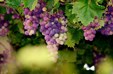  Grapes on the Vine just before harvest