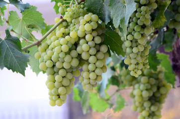  Grapes on the Vine just before harvest