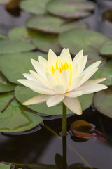 Yellow Lotus