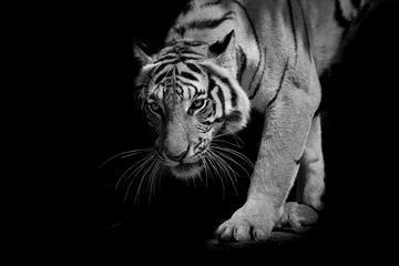 Fototapete Tiger Schwarz-Weiß-Tiger zu Fuß Schritt für Schritt isoliert auf schwarzem Hintergrund
