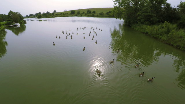 Canada Geese on a lake
