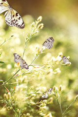 Fototapeta premium Beautiful butterflies on wildflowers