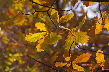  Autumn leaves on the branches of the oak in the city garden.