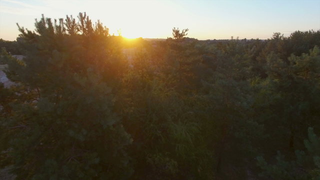 AERIAL: Flying near the pine tree in the forest. Sunrise.