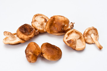 Shiitakepilze