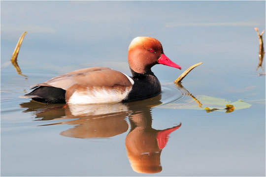 nette rousse 