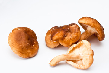 Shiitakepilze