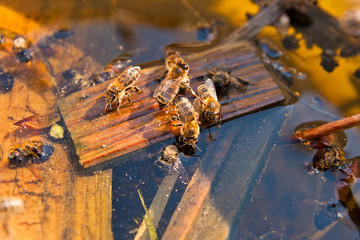 Bees drinking water in the summer.
