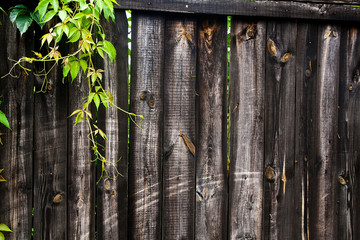 Foliage wild grapes on vintage wooden background with copy space