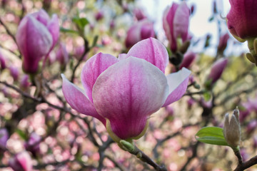 pink flowers  Magnolia soulangeana close up