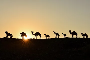 Fotobehang Kameel kameeltrein &amp  kameeloversteek