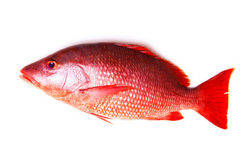 Northern Red Snapper fish Lutjanus campechanusfish isolated on a white background.