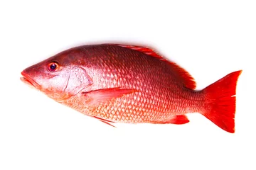 Papier Peint photo Poisson Northern Red Snapper fish Lutjanus campechanusfish isolated on a white background.