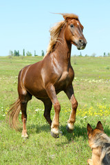 Beautiful brown horse grazing on meadow