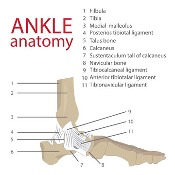vector illustration of human ankle anatomy. bones and tendons.