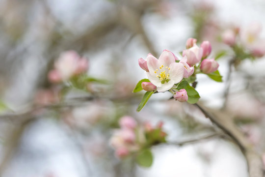 branch of apple blossoms colorful spring soft blur background