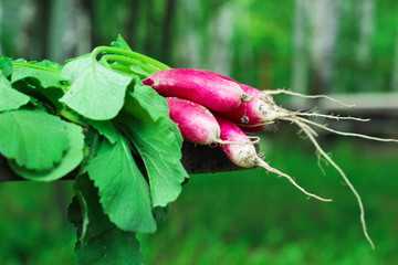 Fresh ripe radish