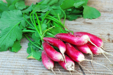Fresh ripe radish