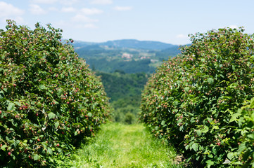 raspberry farming
