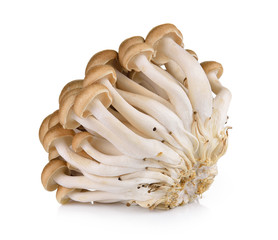 Brown beech mushrooms isolated on white background