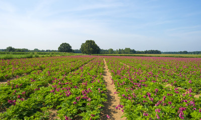 Fototapeta na wymiar Flowers growing in a field in summer