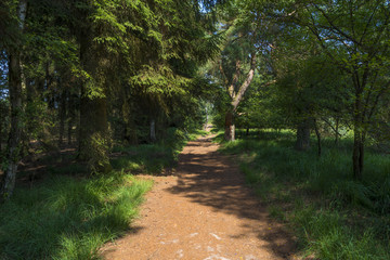 Fototapeta na wymiar Dirt track through a forest in summer