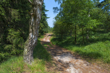 Dirt track through a forest in summer