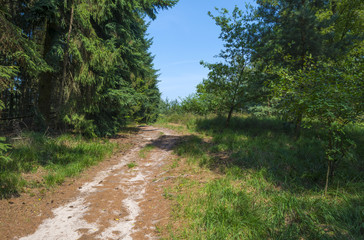 Dirt track through a forest in summer