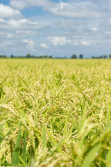 Obraz premium Rice field in a cloudy blue sky