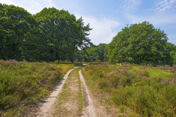 Fototapeta na wymiar Dirt track through a field with heather in summer