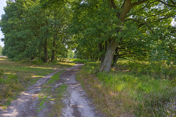 Dirt track through a forest in summer