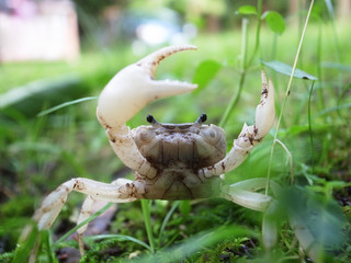 サワガニの威嚇
