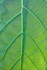 Leaf of Teak texture