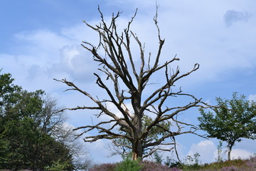 dorre boom in Nationaal Park De Veluwezoom