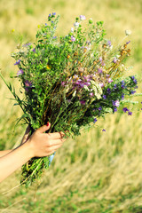 Naklejka na ściany i meble Female hands with bouquet of wildflowers over field background