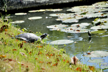 Turtle in the park
