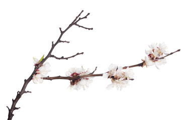 bare brown branch with white sakura blooms