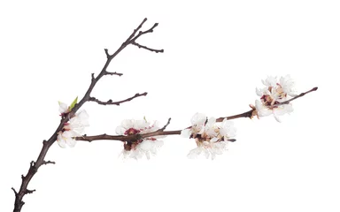 Papier Peint photo autocollant Fleur de cerisier bare brown branch with white sakura blooms