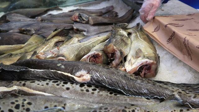 Seller puts fresh fish on ice at the fish market.