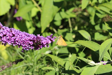 Obraz premium Orange 