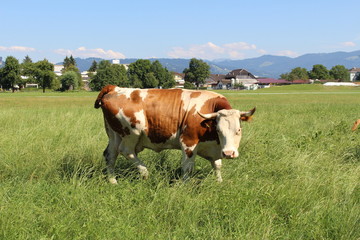 Fototapeta na wymiar A cow is grazing on green meadow in Hard, Vorarlberg, Austria.