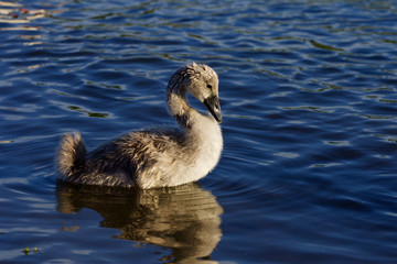 Obraz premium Beautiful background with the young swan