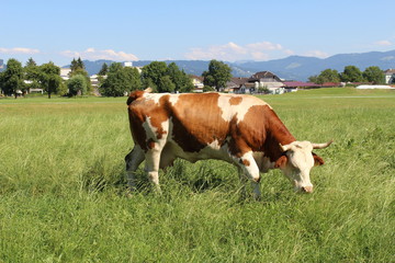 Naklejka na ściany i meble A cow is grazing on green meadow in Hard, Vorarlberg, Austria.