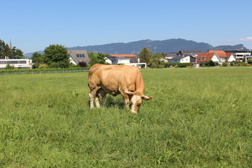 Naklejka premium A cow is grazing on green meadow in Hard, Vorarlberg, Austria.